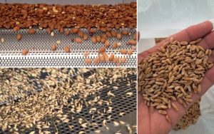 بوجاری چیست؟ انواع بوجاری