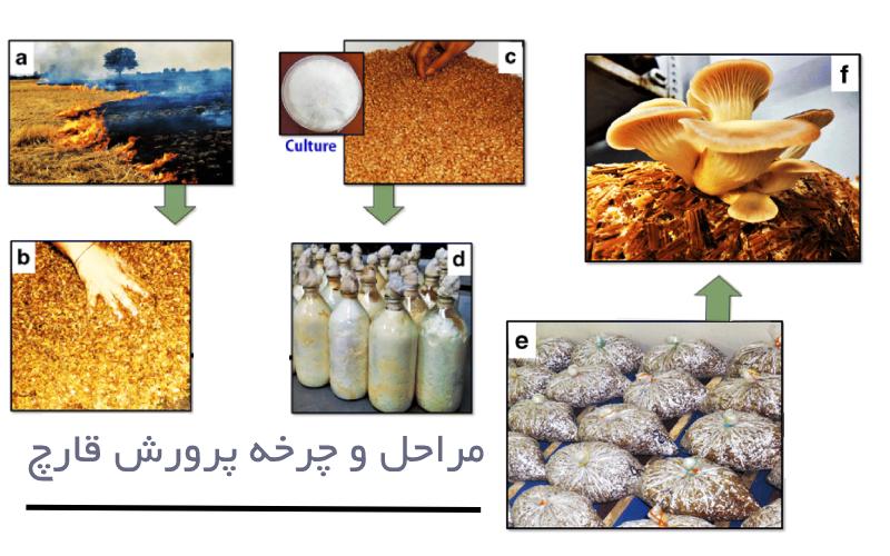 مراحل و چرخه پرورش قارچ